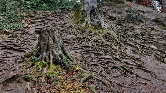 Tree roots spread out