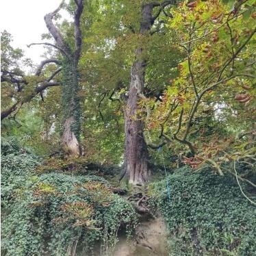 Tree with its roots showing