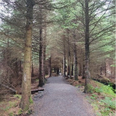 Walkway in a forest