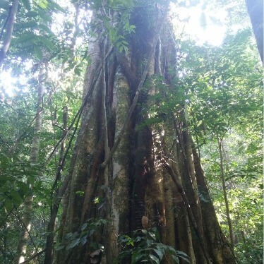 Rainforest Tree