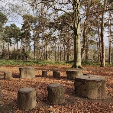 Tree trunk stools in a circle