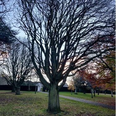 Tree with branches that look like arteries of the lungs